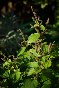 A patchouli plant, © Stephen Orsillo / Shutterstock